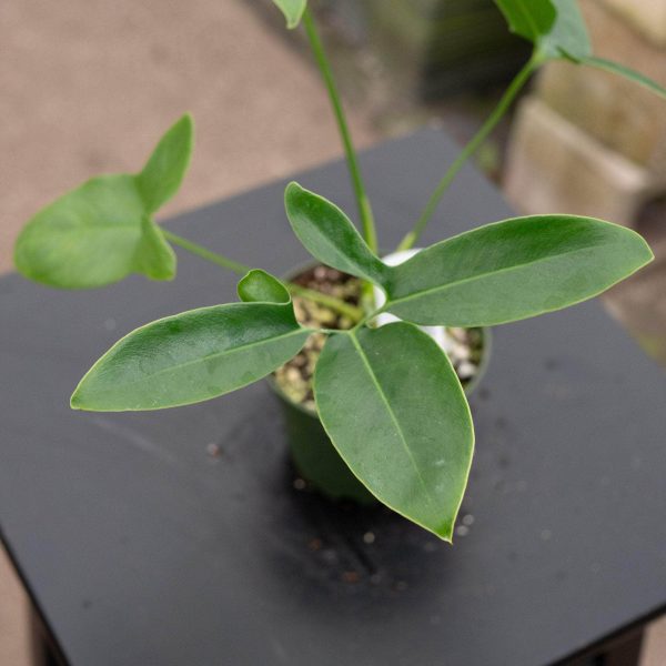 Philodendron goeldii Sale - Image 2