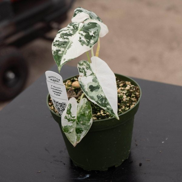 Alocasia micholitziana variegated  Frydek  Online now