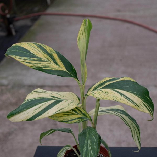 Alpinia zerumbet  Variegata  on Sale - Image 3