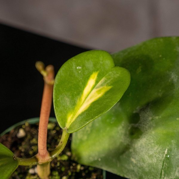 Hoya kerrii  Reverse Variegata  Online - Image 2