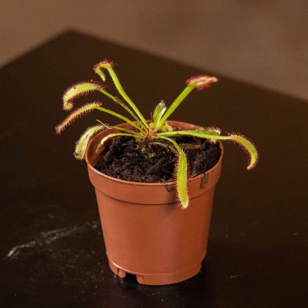 Carnivorous Drosera  Sundew  Assortment Online Hot Sale - Image 3