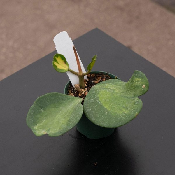 Hoya kerrii  Reverse Variegata  Online