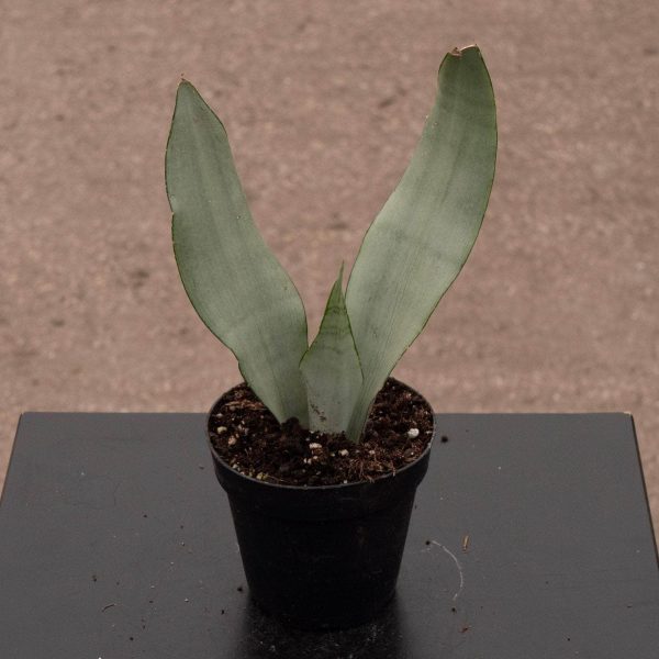 Sansevieria trifasciata  Moonshine  For Discount