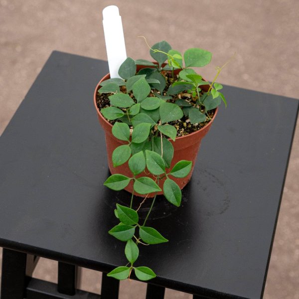 Neoalsomitra sarcophylla Online Hot Sale