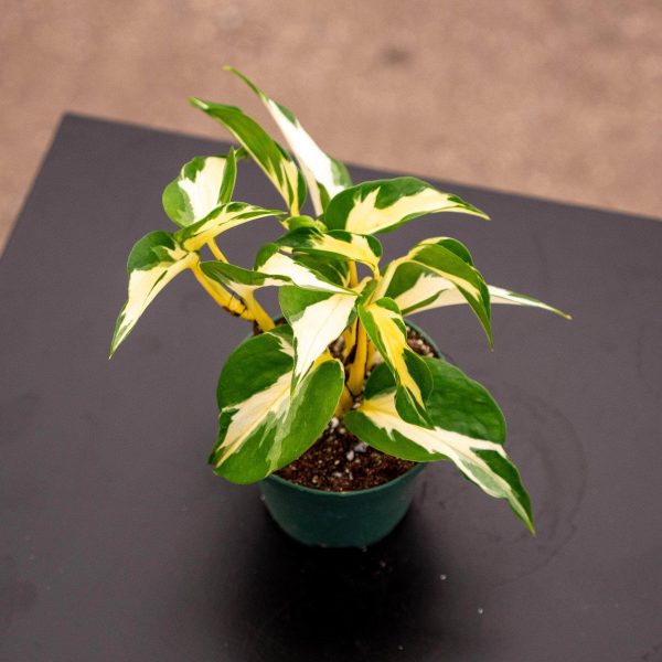 Pothos Epipremnum aureum  Mutant Manjula  For Discount