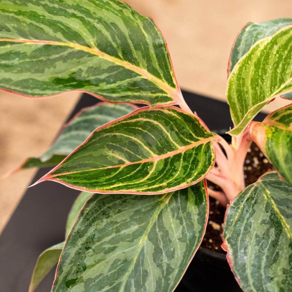 Aglaonema  Moonstone Miles  Sale - Image 2