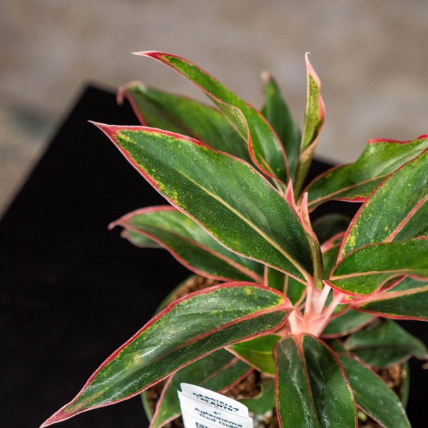 Aglaonema  Red Gold  Cheap - Image 2