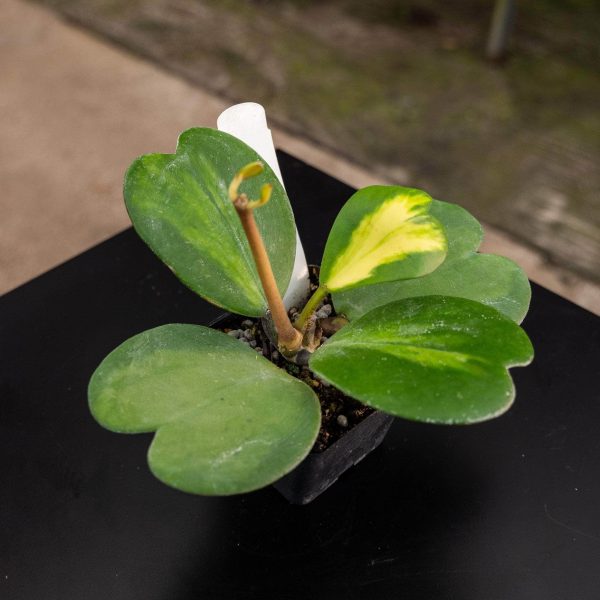 Hoya kerrii  Reverse Variegata  Online - Image 4
