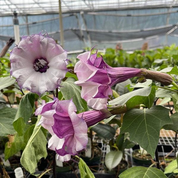 Datura metel ‘Fastuosa’ Supply - Image 5