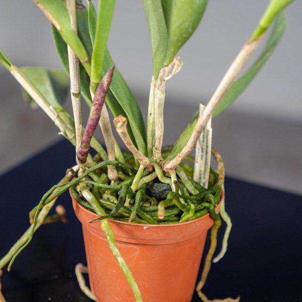 Orchid Rhynchobrassoleya  Spotted Charm  Online Sale - Image 2