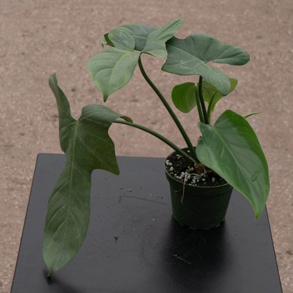 Philodendron bipennifolium Cheap - Image 2