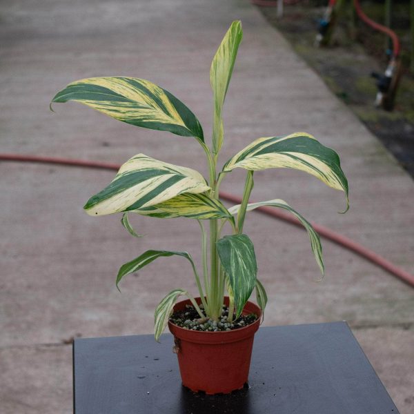 Alpinia zerumbet  Variegata  on Sale