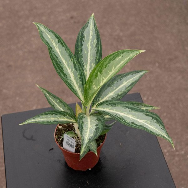 Aglaonema  White Rain  For Cheap
