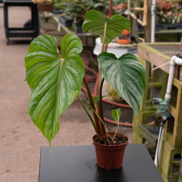 Philodendron pastazanum ‘Silver’ Cheap - Image 3