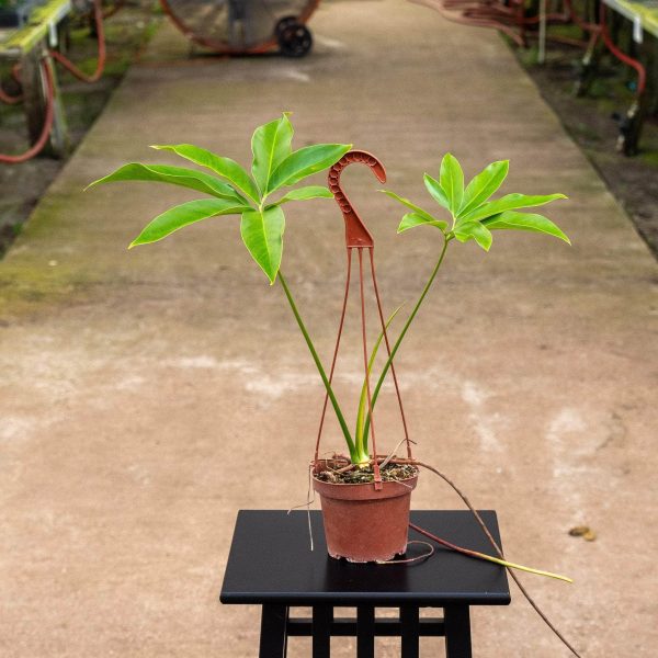Philodendron goeldii Sale - Image 5