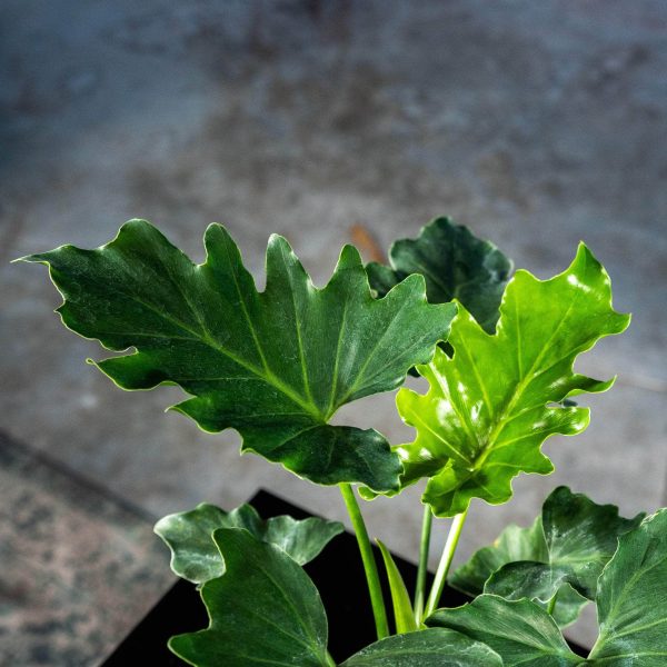 Philodendron bipinnatifidum  Shangri-La  For Cheap - Image 5