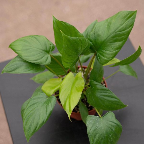 Homalomena rubescens Sale - Image 3