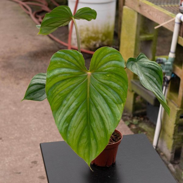 Philodendron pastazanum ‘Silver’ Cheap