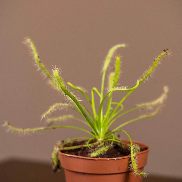 Carnivorous Drosera  Sundew  Assortment Online Hot Sale - Image 4