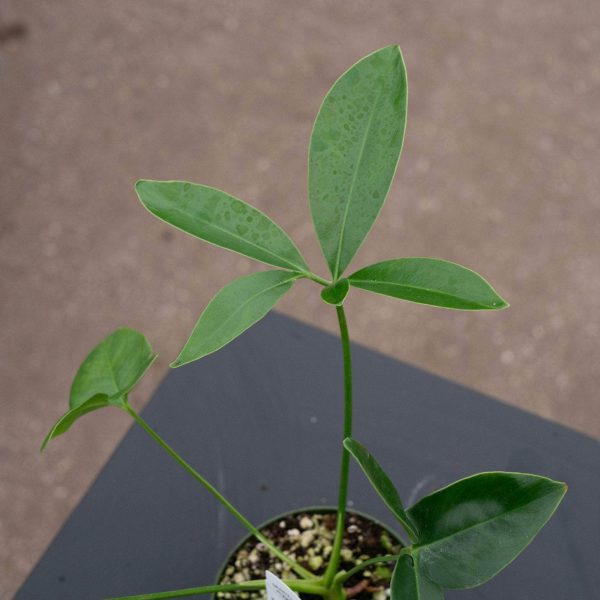 Philodendron goeldii Sale - Image 3