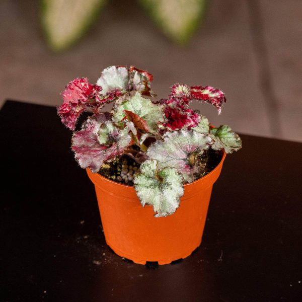 Begonia rex  Harmony s Frost’ Sale - Image 3