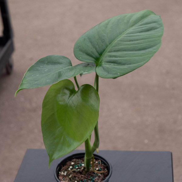 Monstera deliciosa var. sierrana For Sale - Image 3