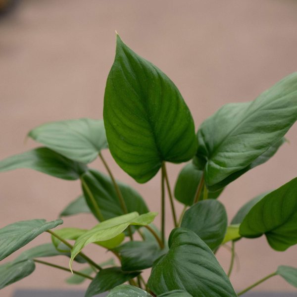 Homalomena rubescens Sale - Image 2