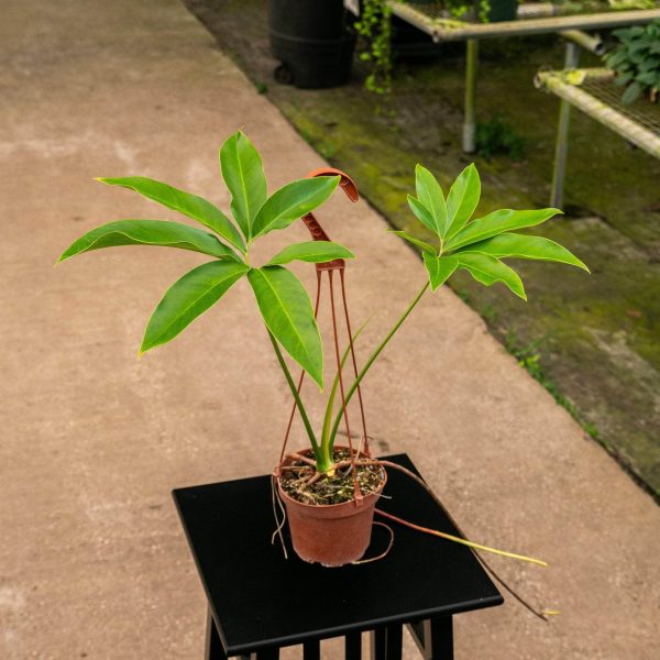 Philodendron goeldii Sale - Image 4