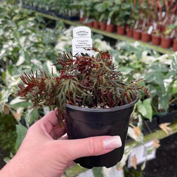 Selaginella erythropus  Sanguinea   Ruby Red Club Moss  Online