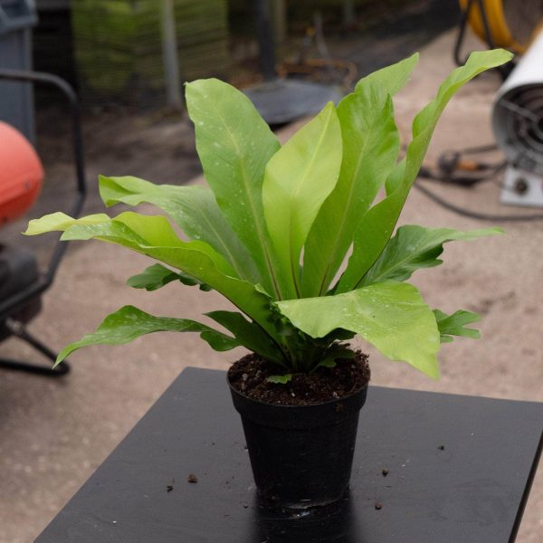 Fern Bird s Nest Asplenium nidus  Avis  For Sale