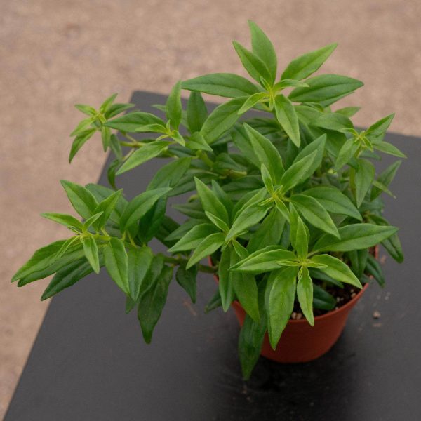 Goldfish Columnea hirta For Cheap - Image 2