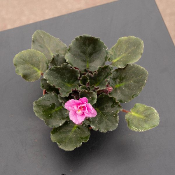 African Violet Grower s Choice Cheap - Image 2