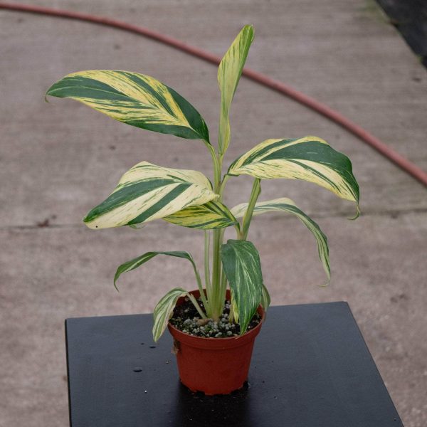 Alpinia zerumbet  Variegata  on Sale - Image 2