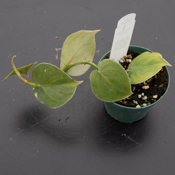 Philodendron werneri Discount