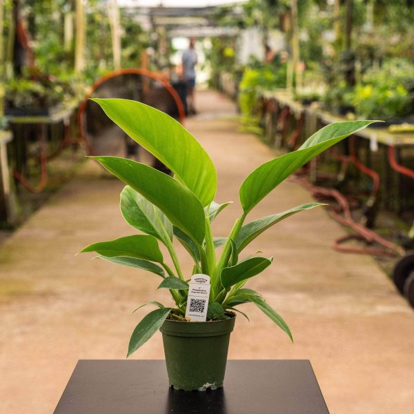 Philodendron  Imperial Green  Online Sale - Image 2